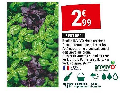 basilic invivo nous on sème
