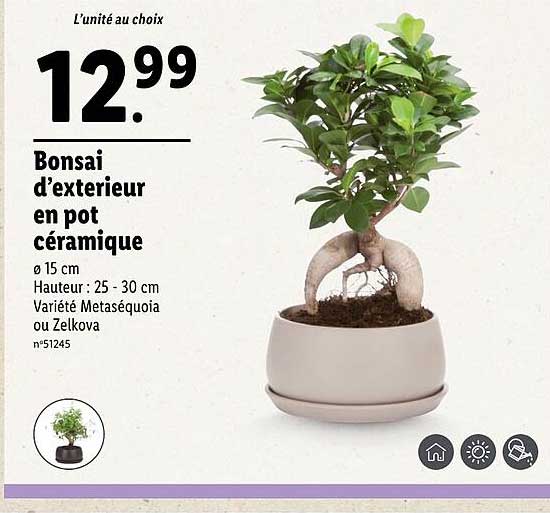 bonsai d'extérieur en pot céramique