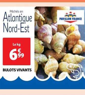 bulots vivants
