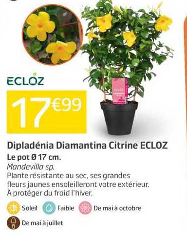 dipladénia diamantina citrine ecloz
