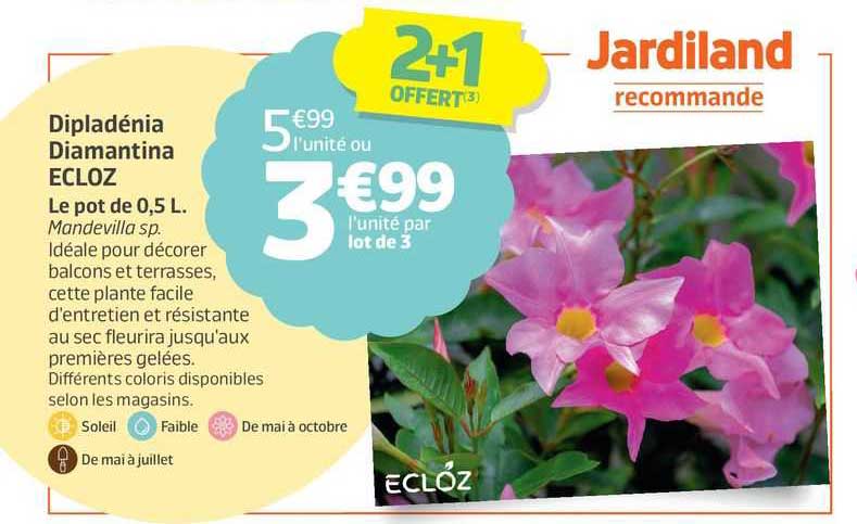 dipladénia diamantina ecloz