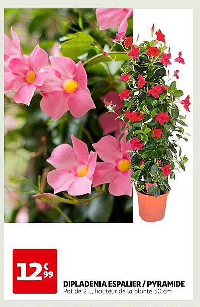 dipladenia espalier / pyramide