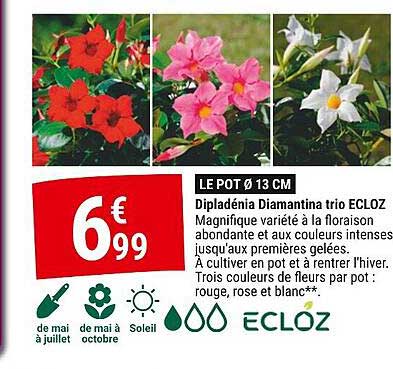 diplédénia diamantina trio ecloz