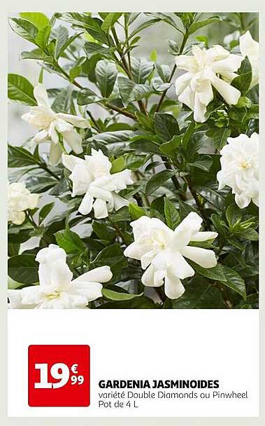 gardenia jamsinoides