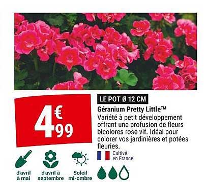 géranium pretty little