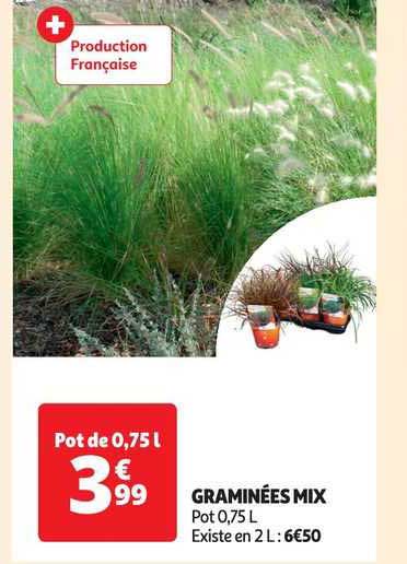 graminées mix