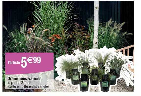 Graminées Variées