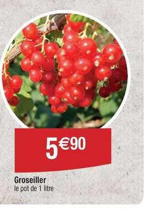 groseiller