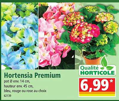 Hortensia Premium