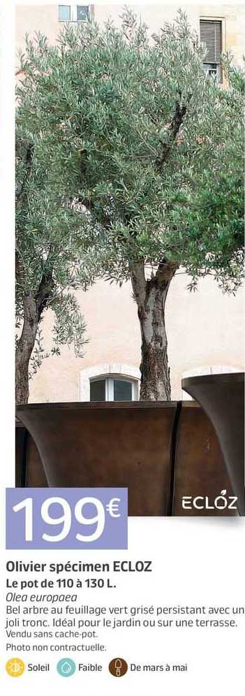 olivier spécimen ecloz
