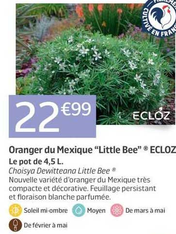 oranger du mexique "little bee" ecloz
