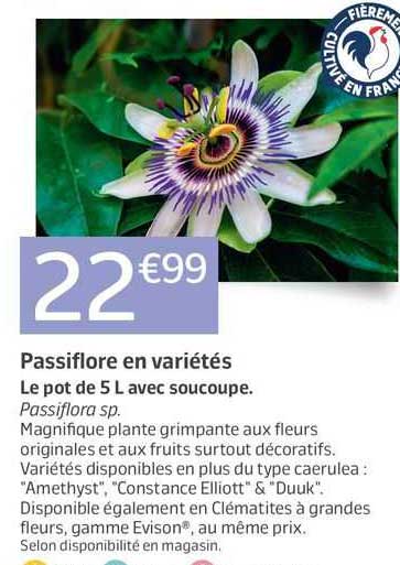passiflore en variétés