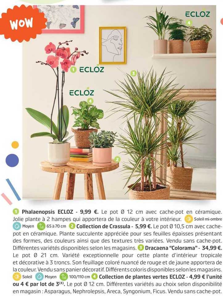phalaenopsis ecloz, collection de crassula, dracaena "coloram", collection de plantes vertes ecloz