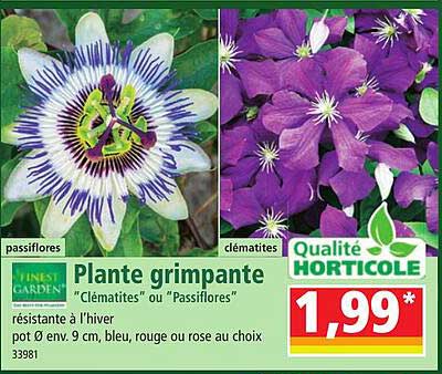 Plante Grimpante Finest Garden