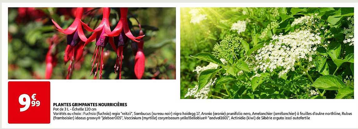 plantes grimpantes nourricières