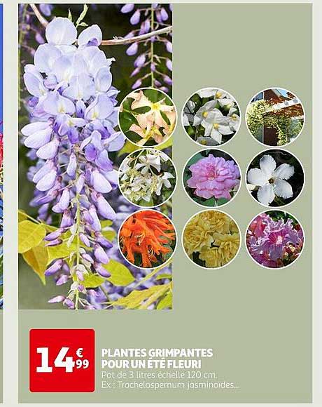 plantes grimpantes pour un été fleuri