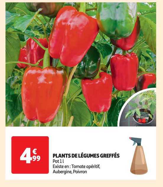 plants de légumes greffés