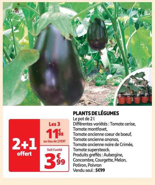 plants de légumes
