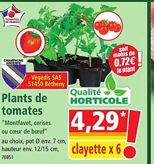 plants de tomates