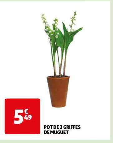 pot de 3 griffes de muguet
