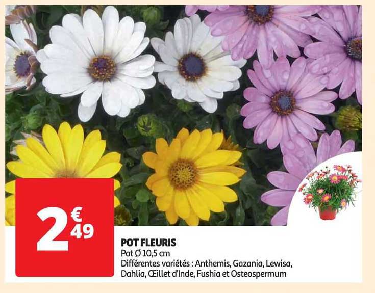 pot fleuris