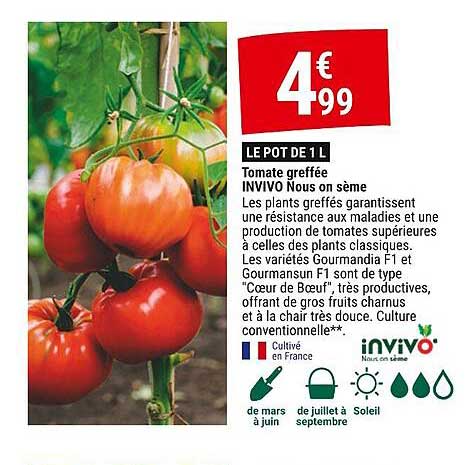 tomate greffée invivo nous on sème