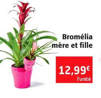 Bromélia Mère Et Fille