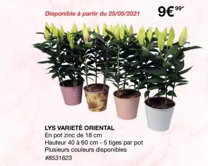 lys variété oriental