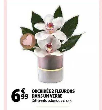 orchidée 2 fleurons dans un verre