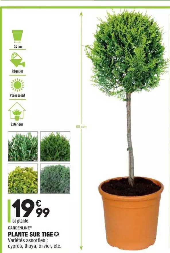 plante sur tige gardenline