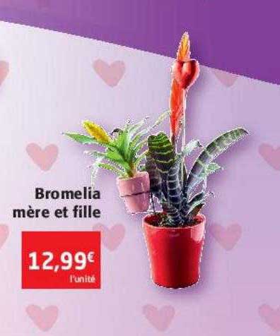 bromelia mère et fille