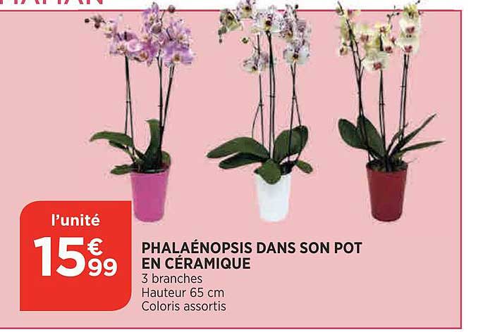 phalaénopsis dans son pot en céramique