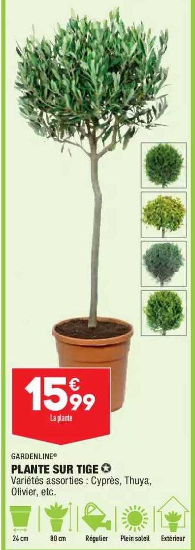 plante sur tige gardenline