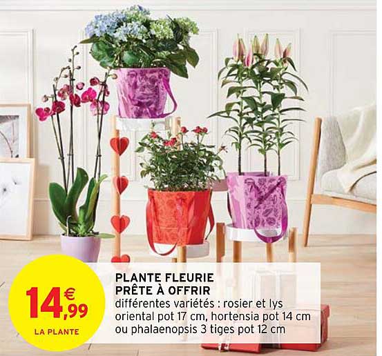 plante fleurie prête à offrir