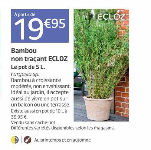 bambou non traçant ecloz