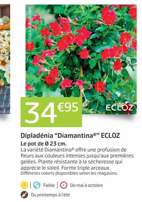 Dimpladénia "diamantina" Ecloz