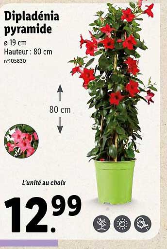 Dipladénia Pyramide
