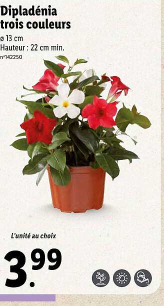 dipladénia trois couleurs