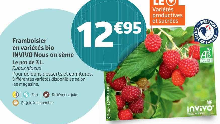framboisier en variétés bio invivo nous on sème