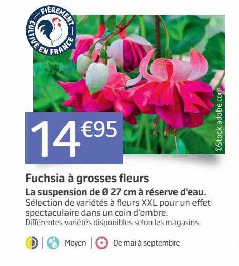 fuchsia à grosses fleurs