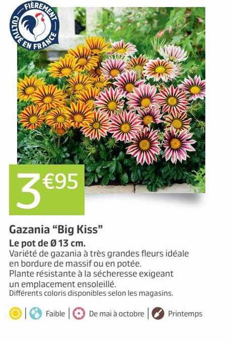 gazania "big kiss"