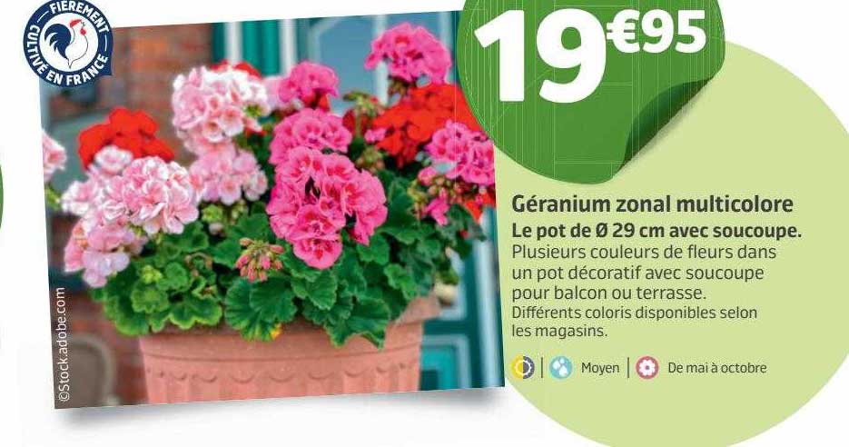 géranium zonal multicolore