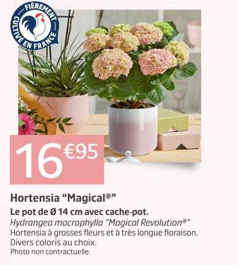 hortensia "magical"