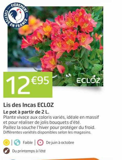 lis des incas ecloz