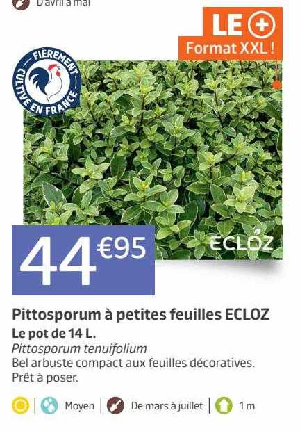 pittosporum à petites feuilles ecloz
