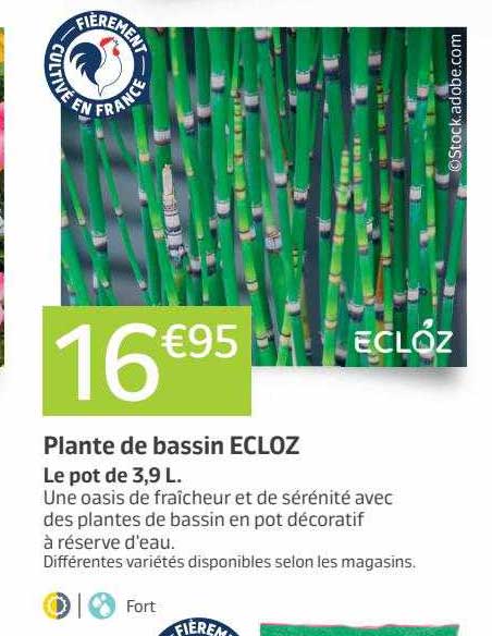 plante de bassin ecloz