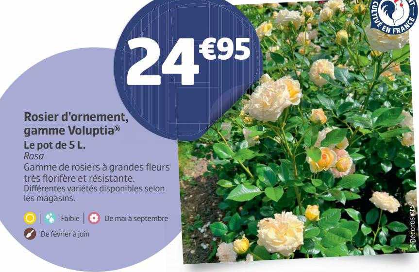 rosier d'ornement, gamme voluptia