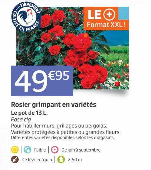 rosier grimpant en variétés