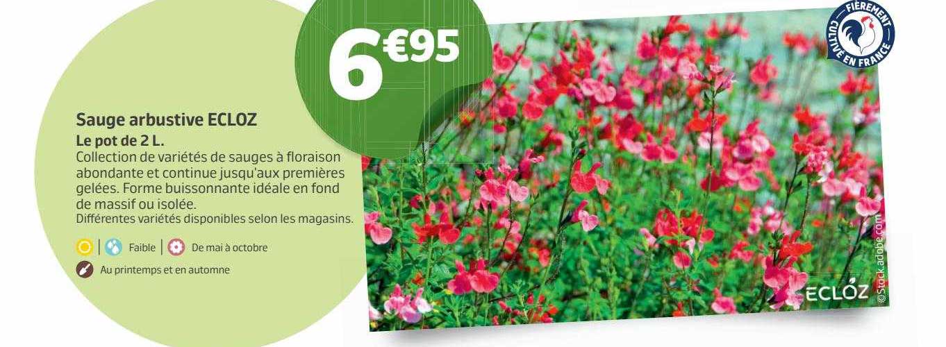 sauge arbustive ecloz