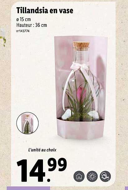tillandsia en vase